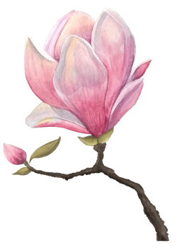 magnolia