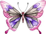 motyl-rozowy