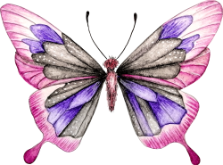 motyl-rozowy